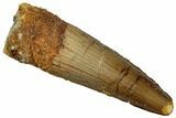 Juvenile Fossil Spinosaurus Tooth - Real Dinosaur Tooth #289804-1